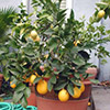 Выращиваем лимон дома